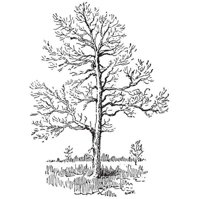 arbol