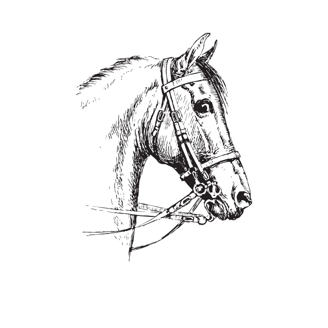 caballo-dibujo